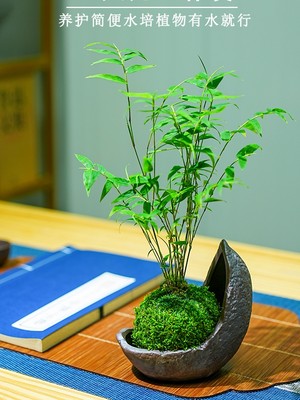 米竹盆栽室内小型凤尾竹迷你盆景好养竹子绿植观叶客厅植物阳台