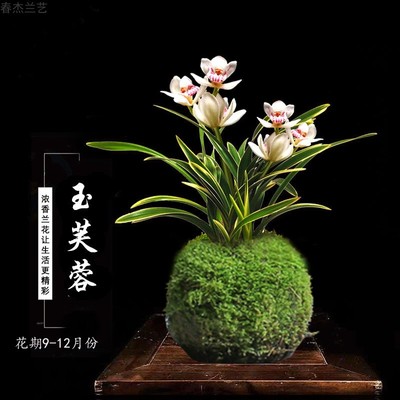 金边迷你玉芙蓉兰花苗苔藓球冬季开花浓香好养活可水培室内盆栽