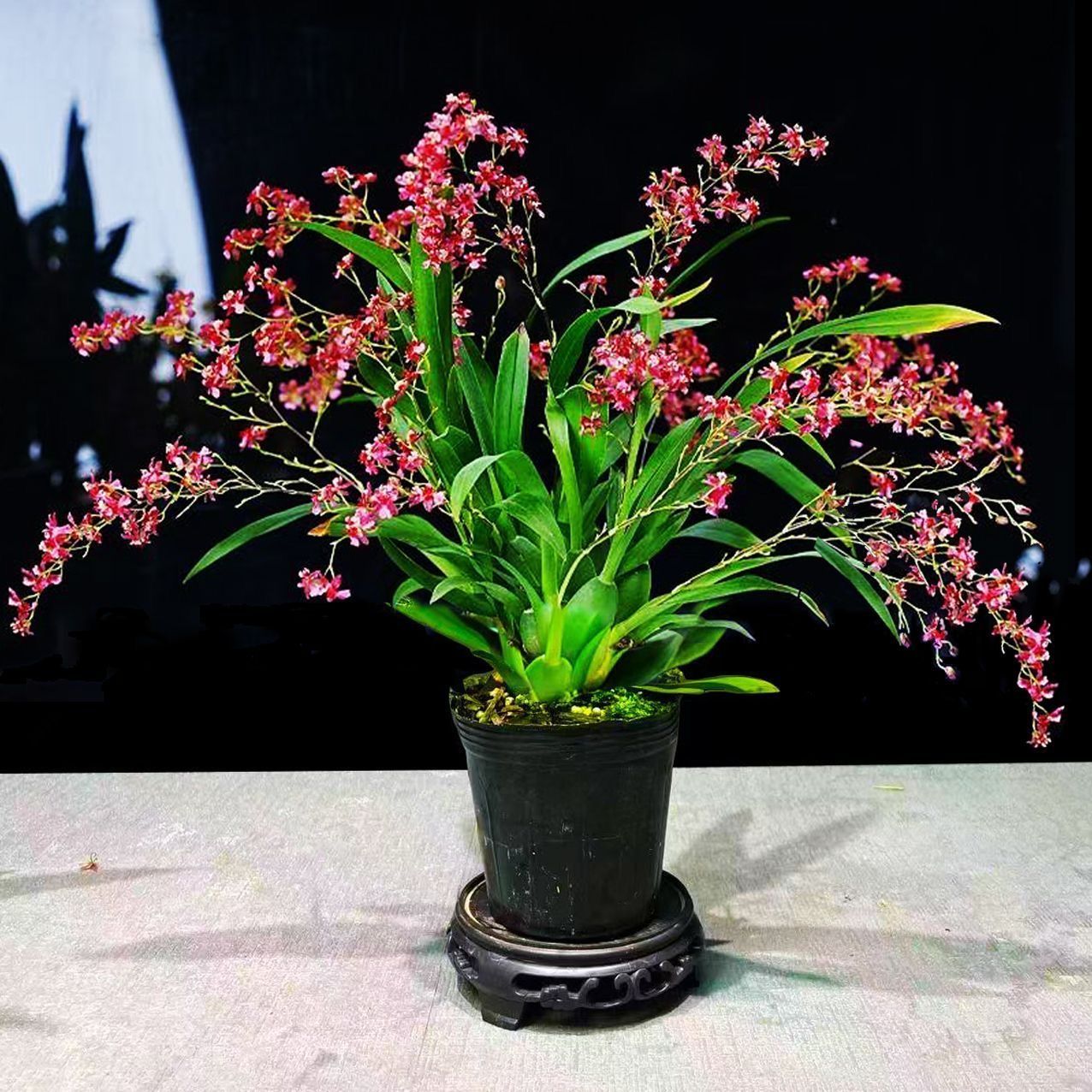 梦香文心兰冬季带花苞