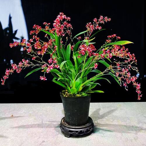 梦香文心兰冬季带花苞