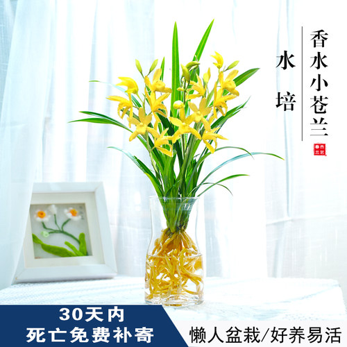 春杰兰艺水培香水兰花苗