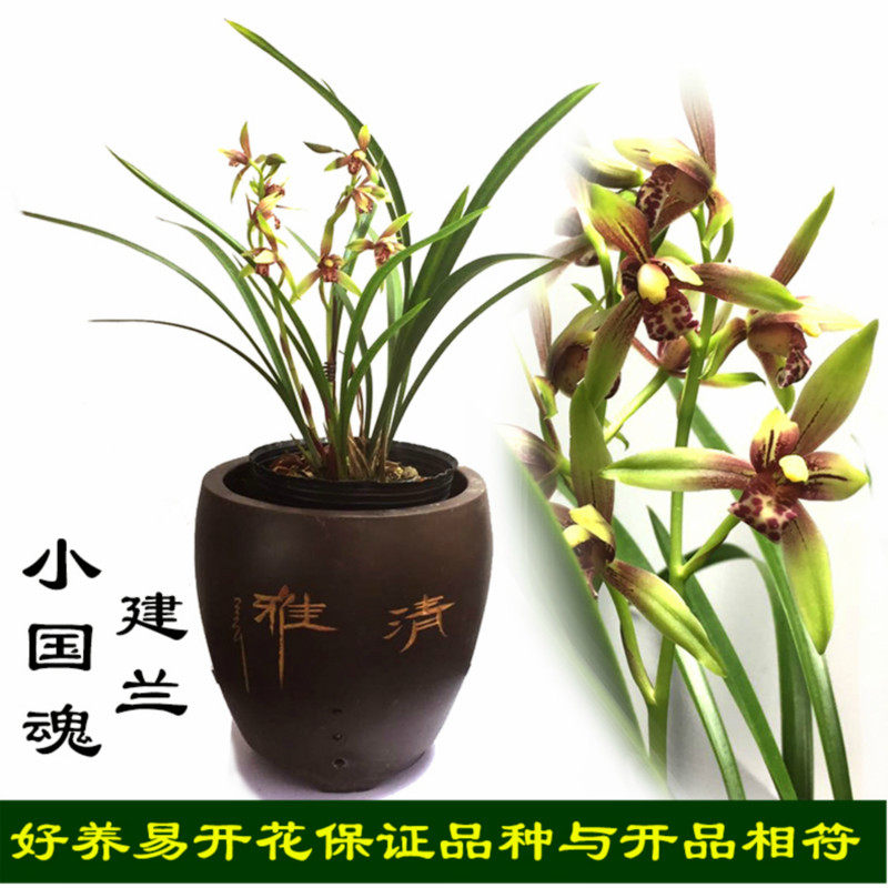 兰花苗 弈逸虹双娇小国魂四季兰建兰花苗夏季带浓香花苞好养红花