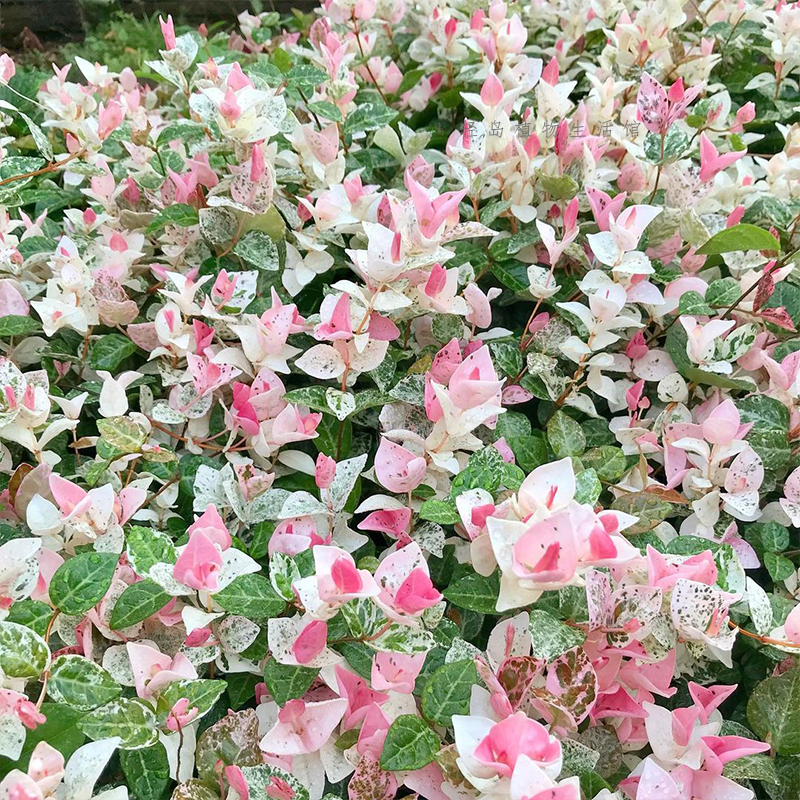 花叶络石花苗盆栽黄金彩叶吊兰五彩花卉垂吊藤蔓室内阳台趣味植物