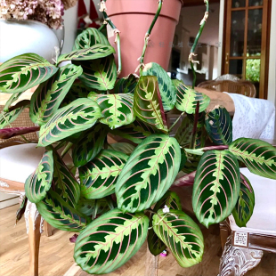 叶蝉竹芋盆栽红脉白脉金丝蜻蜓观叶垂钓悬挂室内外耐阴好养绿植物
