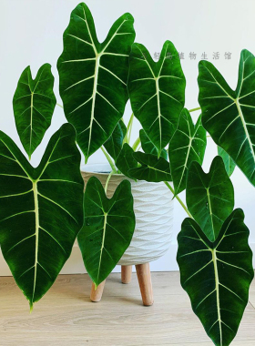 绿天鹅海芋天鹅绒竹芋稀有特级进口室内阳台庭院热植入门绿植盆栽