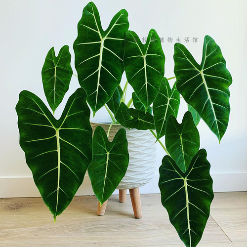 绿天鹅海芋天鹅绒竹芋稀有特级进口室内阳台庭院热植入门绿植盆栽