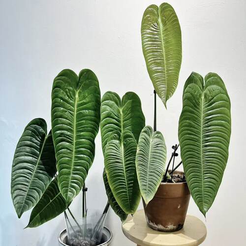 火鹤后火鹤王花烛极密室内天南星科垂吊悬挂绿植物盆栽狭叶花烛