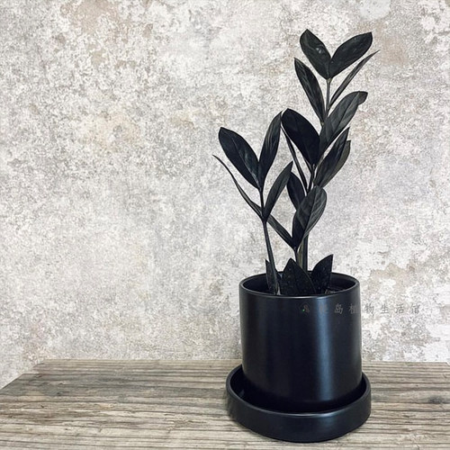 黑乌鸦黑色金钱树黑天使黑钻石稀有品种乌鸦雪铁芋室内绿植物盆栽