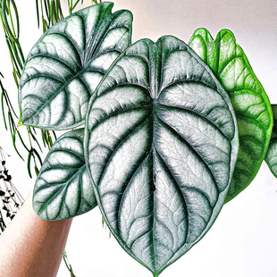 白犀牛海芋ins风网红进口绿植盆栽室内阳台观叶夏季 轻岛植物 窗台