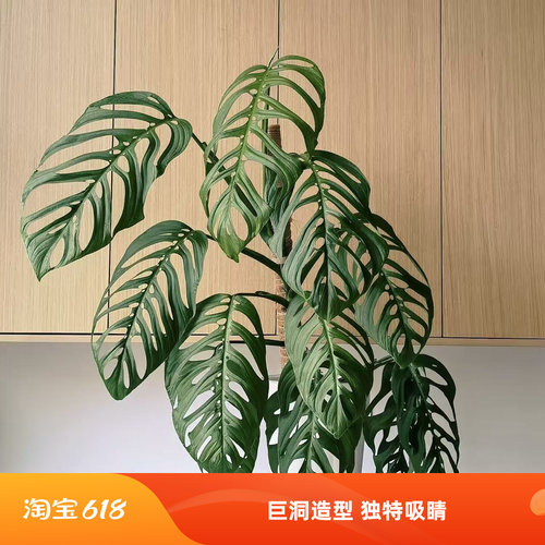巨洞龟背竹ME巨洞开洞植物