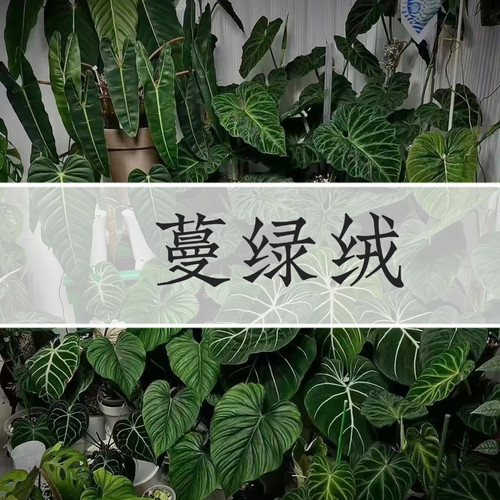 蔓绿绒合集西瓜碧浪油画女郎橙柄黄金春雨印第安羽毛轻岛直播专拍