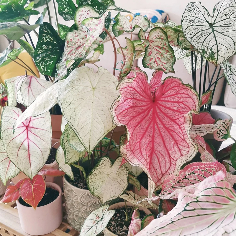 彩叶芋甜心粉色和声白色恋人