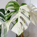 白锦龟背竹锦化植物室内盆栽绿植客厅北欧热植网红好养洒金龟背竹