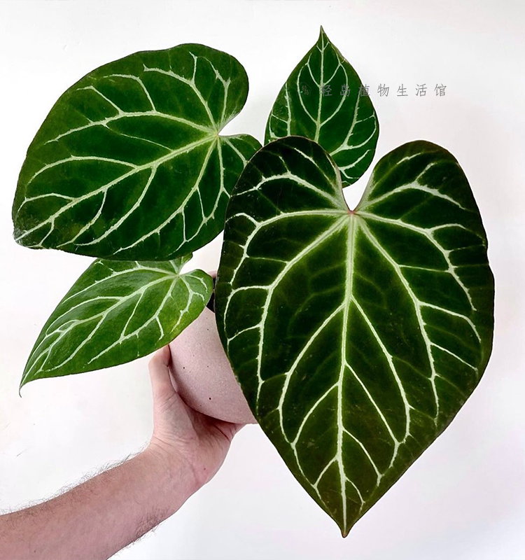 水晶观叶植物花烛华丽杂室内