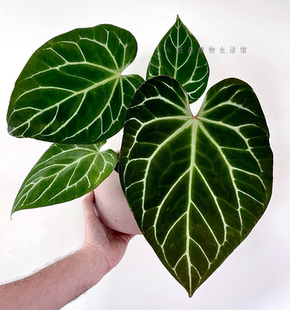 水晶花烛粗脉龟甲华丽杂哥伦比亚黑希望水晶铜锣烧银刷子观叶植物