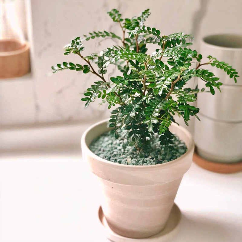 清香木胡椒木盆栽防驱蚊草好养室内客厅绿植物九里香盆景四季好养,鲜花速递/花卉仿真/绿植园艺,海芋,淘宝优惠券,粉丝福利购,淘宝优惠卷