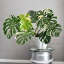 洒金龟背竹白锦龟背竹锦化植物室内盆栽绿植客厅北欧热植网红好养