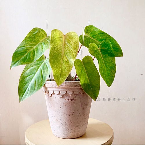 油画女郎蔓绿绒ins风室内阳台客厅网红观叶植物盆栽好养净化空气