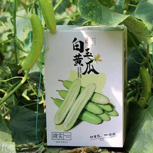 黄瓜飨实水果地图白玉黄瓜海阳脆嫩汁多味浓现摘现发礼盒装4.5斤