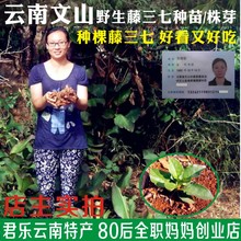 正宗云南文山野生藤三七土三七种子种苗胚芽根块【包邮】