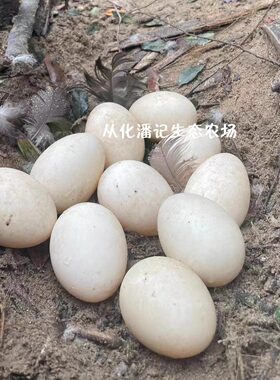 【顺丰发货】特大种番鸭种蛋受精纯黑番鸭蛋可孵化可食用个大新鲜