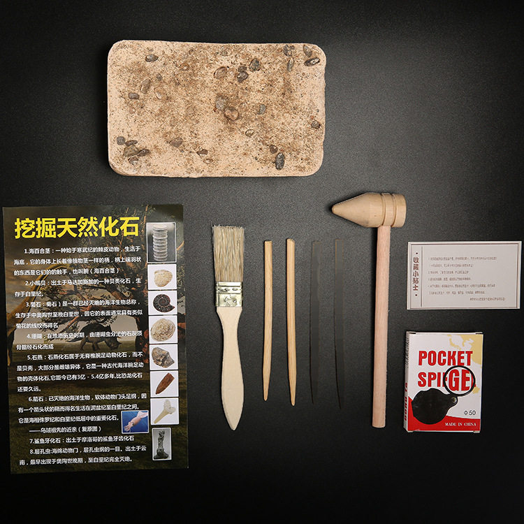 儿童考古挖掘玩具其他手工diy天然海洋化石挖宝标本贝壳鲨鱼牙齿