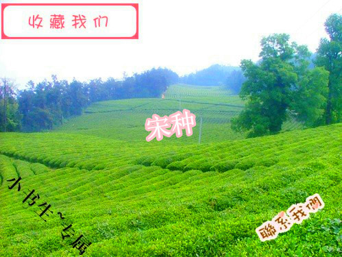 凤凰单枞茶 宋种 凤凰茶 单丛茶 500克 包邮