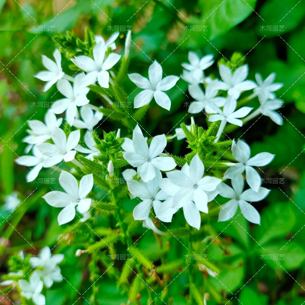 白花丹种苗 原种白雪花 多年生中草药材花卉植物盆栽 好养包活