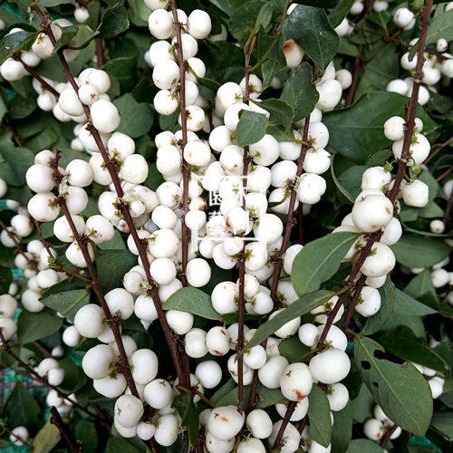 白饭树种子苗 鱼眼木观果花卉绿植阳台盆栽 盆景树桩材料 满包邮