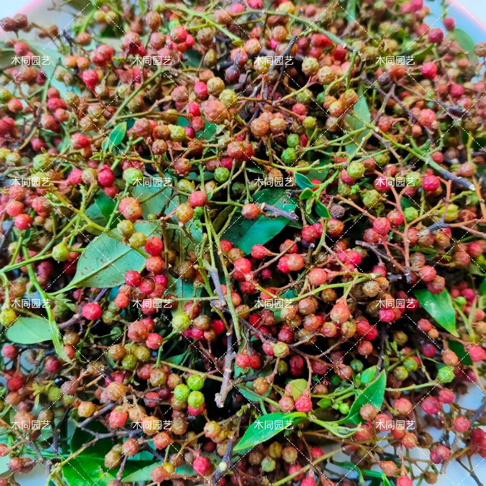 竹叶花椒种苗 山花椒野胡椒 麻辣调味大料中草药材植物盆栽