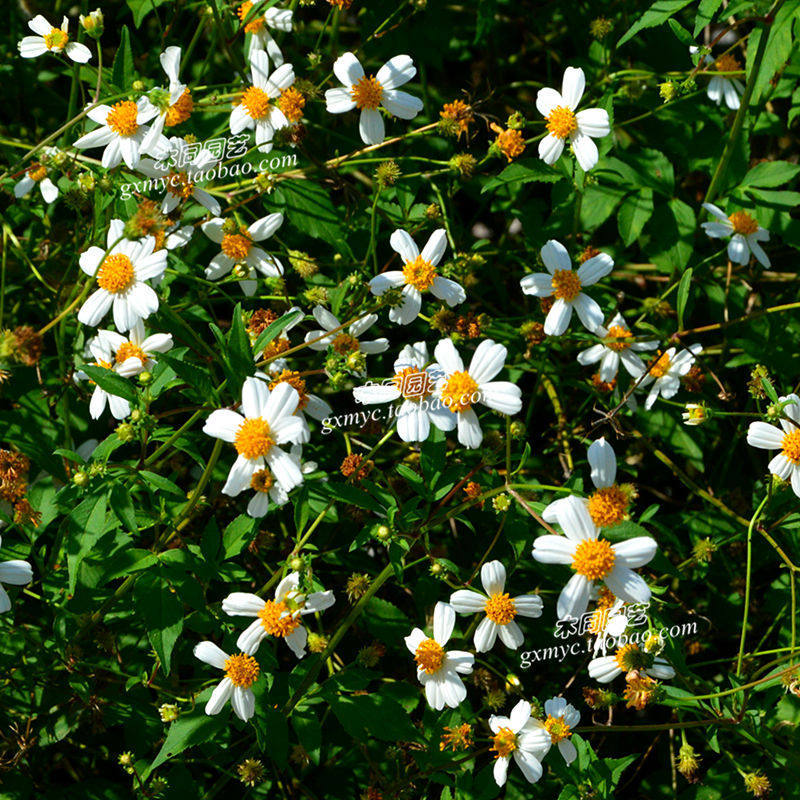 鬼针草种子和苗 粘身草三叶鬼针草野菜中草药材盆栽 蜜源粉源植物