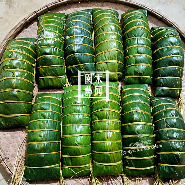 柊叶根头种苗 广西特色大张粽子叶包裹粽子 根茎入药绿植 满包邮