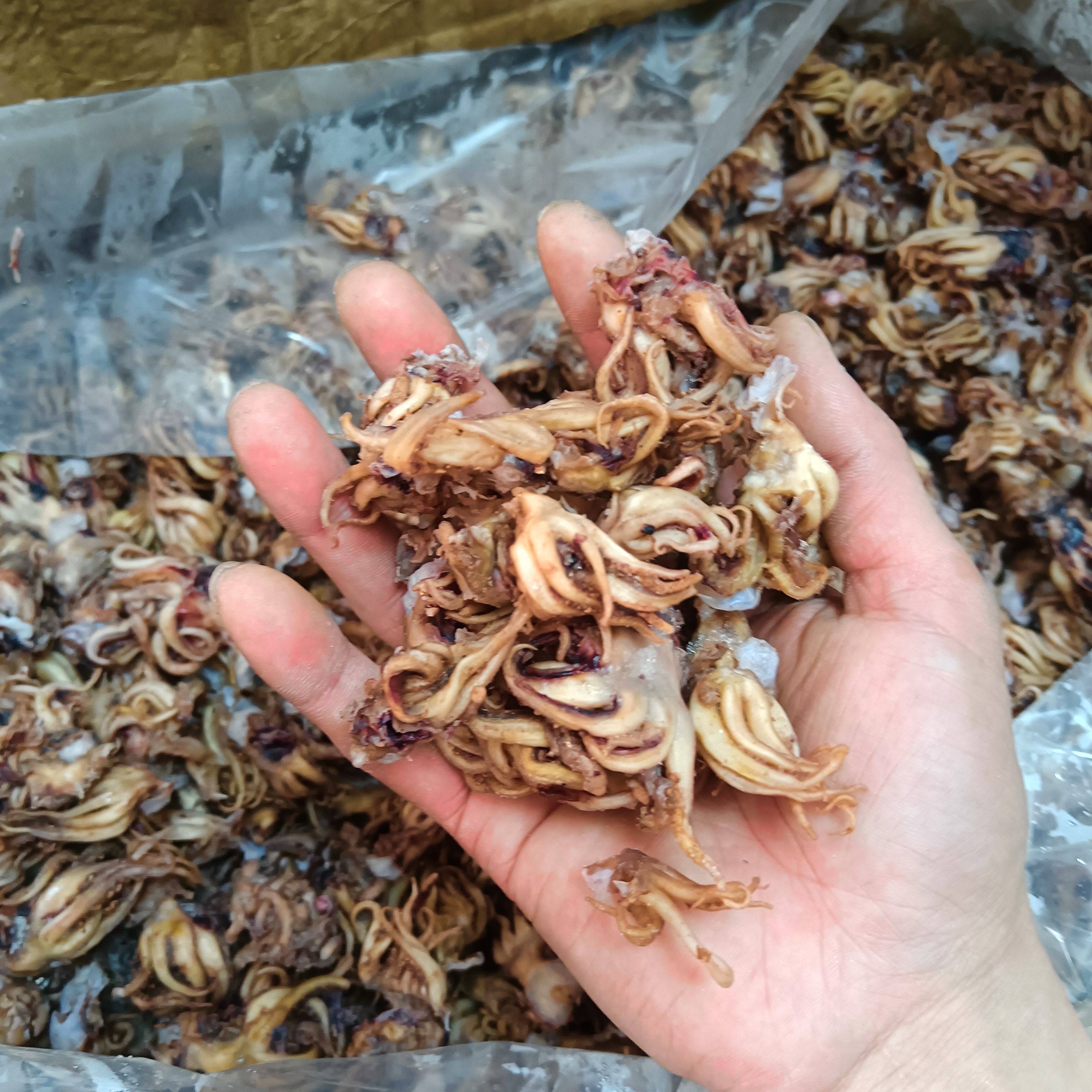 海兔头小鱿鱼头鱿鱼东海海鲜特产美食温州美食半干