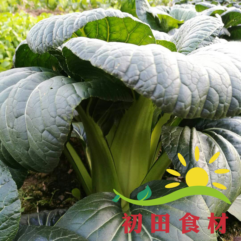 温州特产油冬菜农家自种新鲜蔬菜健康青菜油白菜2.5公斤现摘现卖