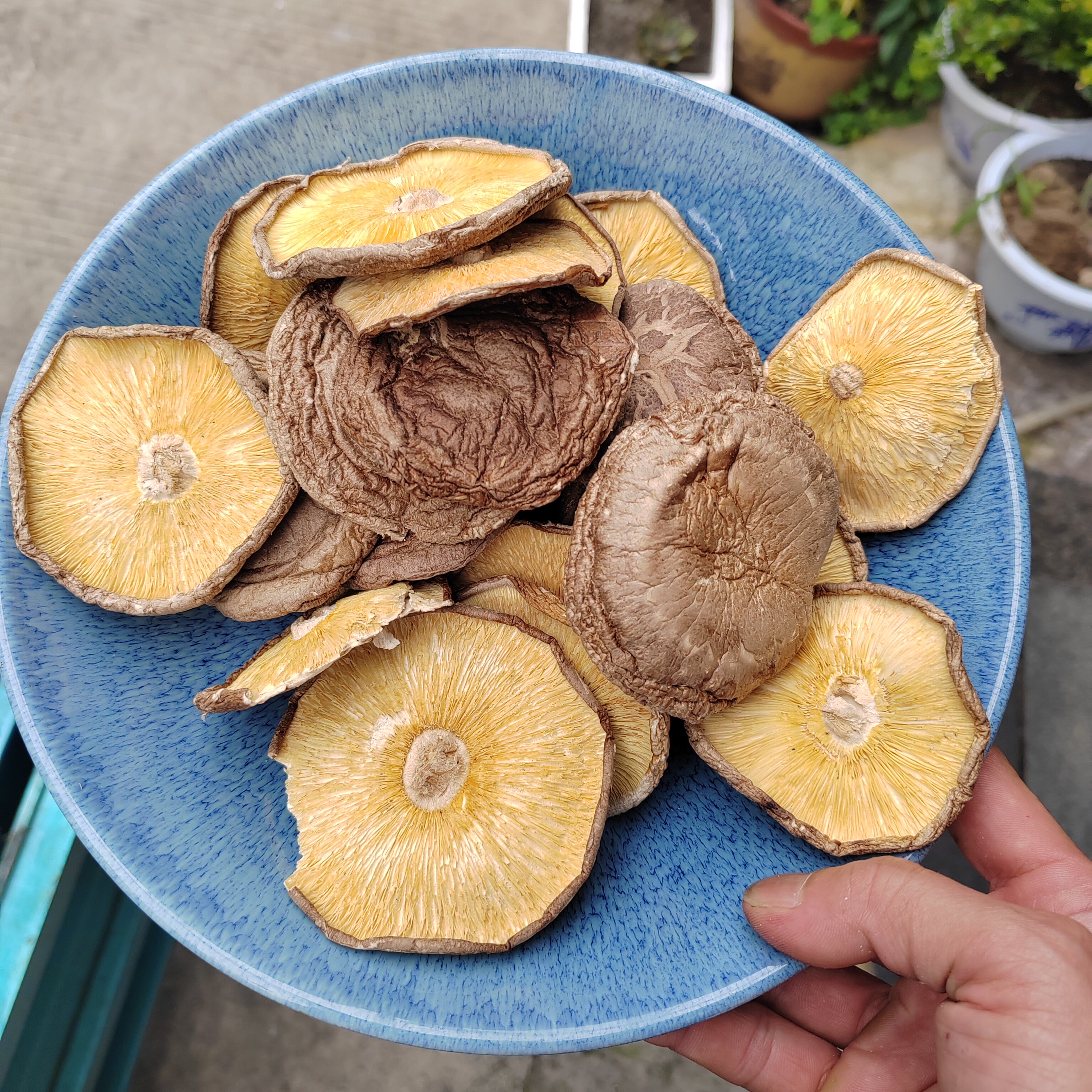 大片香菇干货大概四个指头宽香味浓郁薄款香菇南北干货