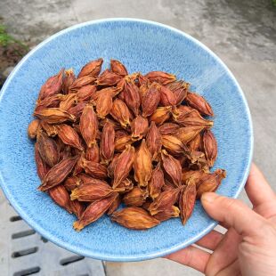 红栀子干花橘子花果实食指大小