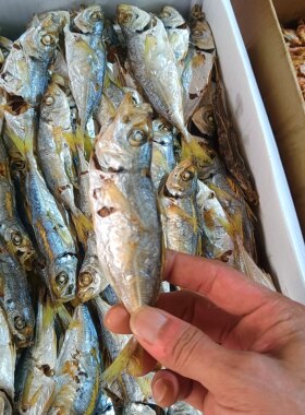 东海特产巴浪鱼干带头淡干淡晒温州杠杠