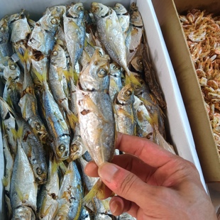 东海特产巴浪鱼干带头淡干淡晒温州杠杠