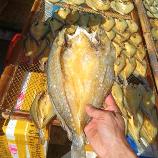 温州特产瑞安东山黄鱼鲞黄花鱼海鱼海鲜干货鱼鲞咸鱼