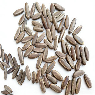 凤凰木种子庭院 凤凰树育苗种仁 风景树 绿化苗木