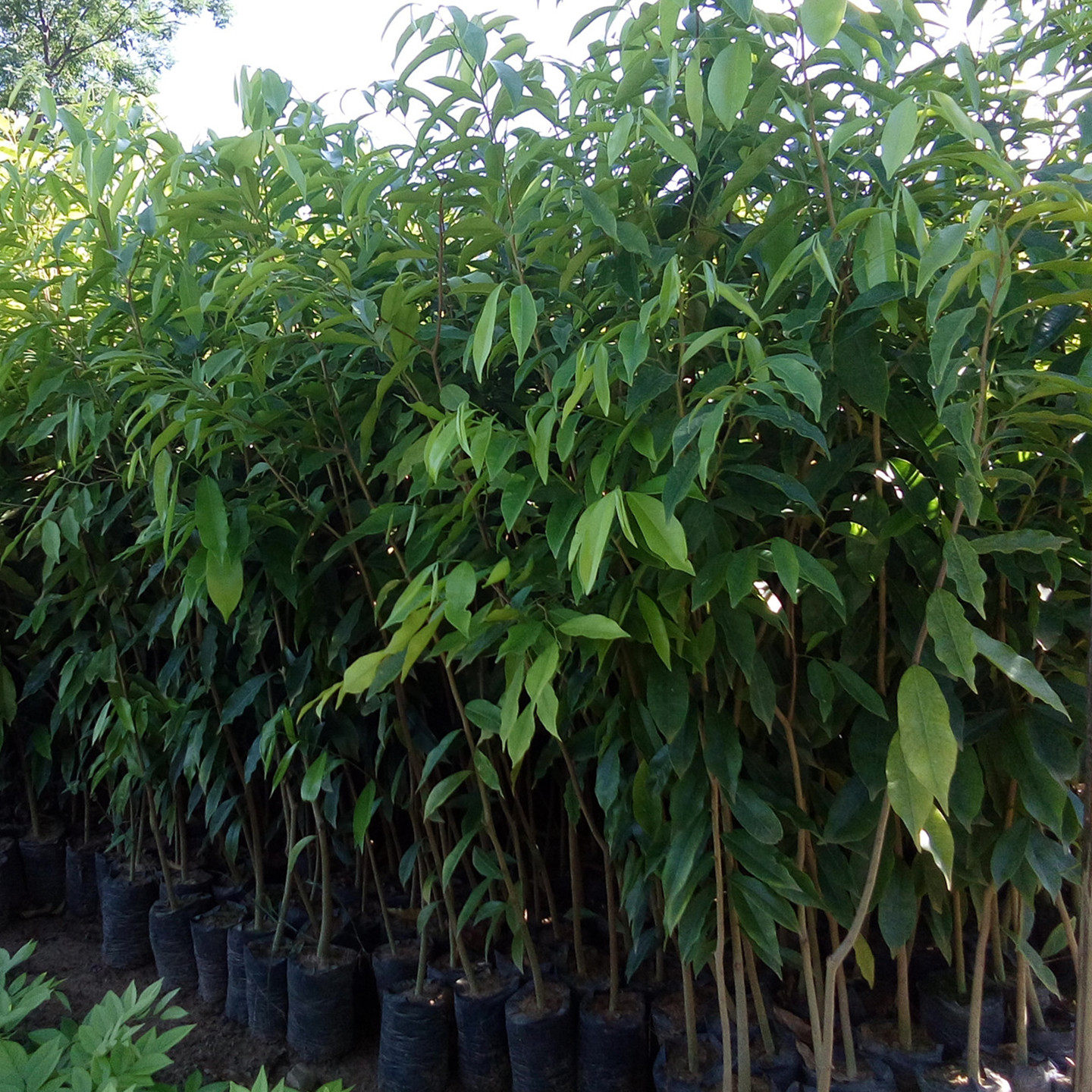 沉香苗白木香奇楠沉香珍贵树木