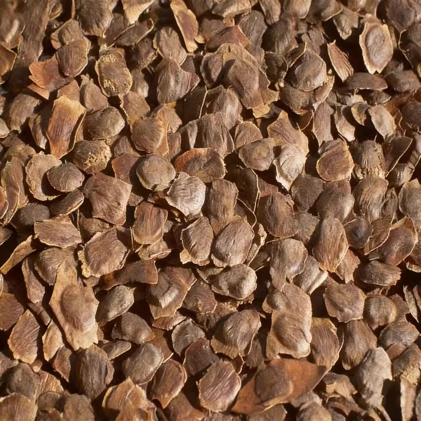 海南黄花梨树种子(降香黄檀)珍贵红木紫油梨树种育苗种籽一斤