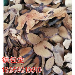 野生铁包金 乌龙根 广西勾儿茶大叶铁包金广西假榄仔 细纹勾儿茶