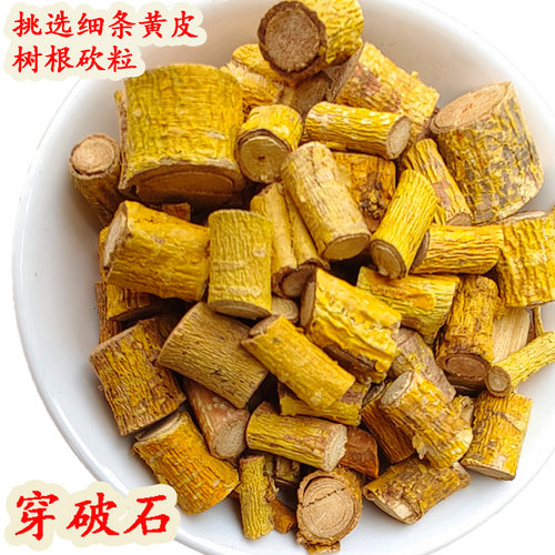 广西穿破石川破石柘树根野生