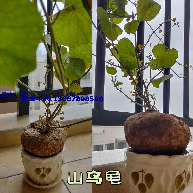 山乌龟 石琴薯 金不换 地不容,防己科 千金藤  可食用农产品包邮