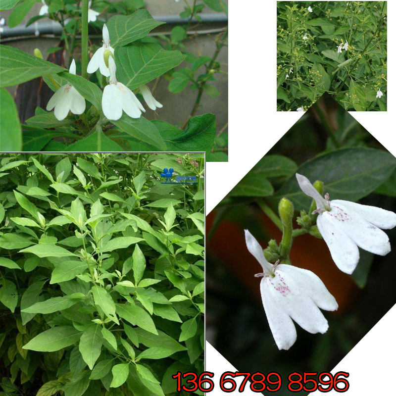 野生 白鹤灵芝草 包邮 白癣草 仙草 广西白学灵芝草 可食用 产品