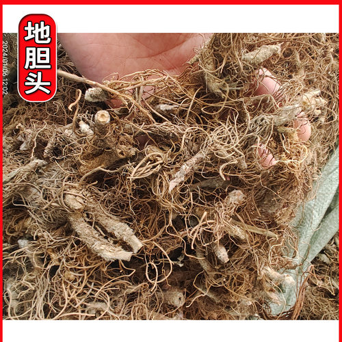 广西地胆头野生地胆草煲汤