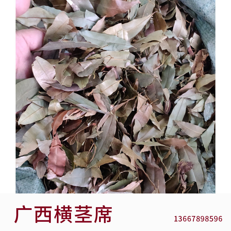 广西野生横茎席  横经席 跌打将军 横径席 碎骨莲 梳篦木 一斤包