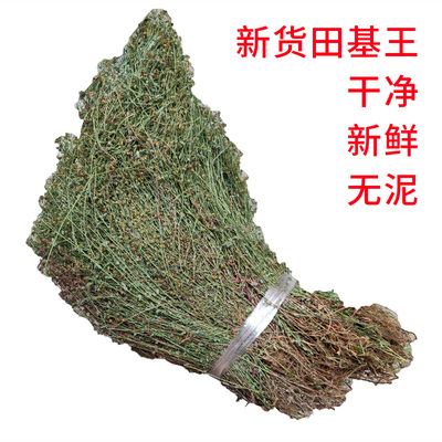 野生田基黄整株中药材