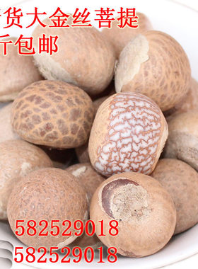 血丝菩提原籽大金丝原料菩提子